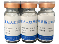 重组胶原蛋白Ⅲ型