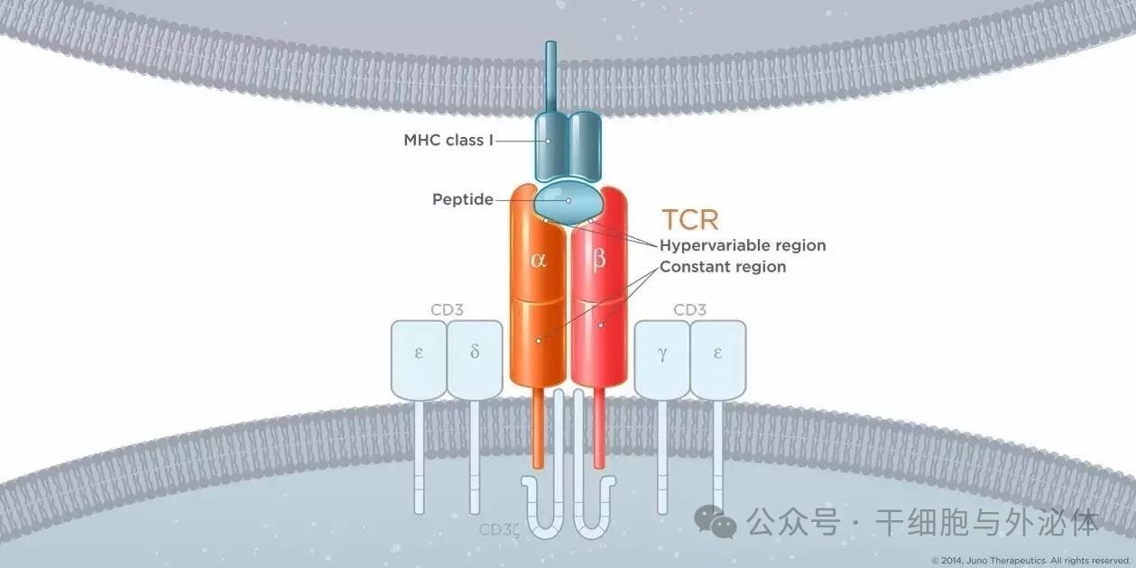 重磅！中国首个TCR-T细胞新药获批临床，晚期实体瘤治疗新突破