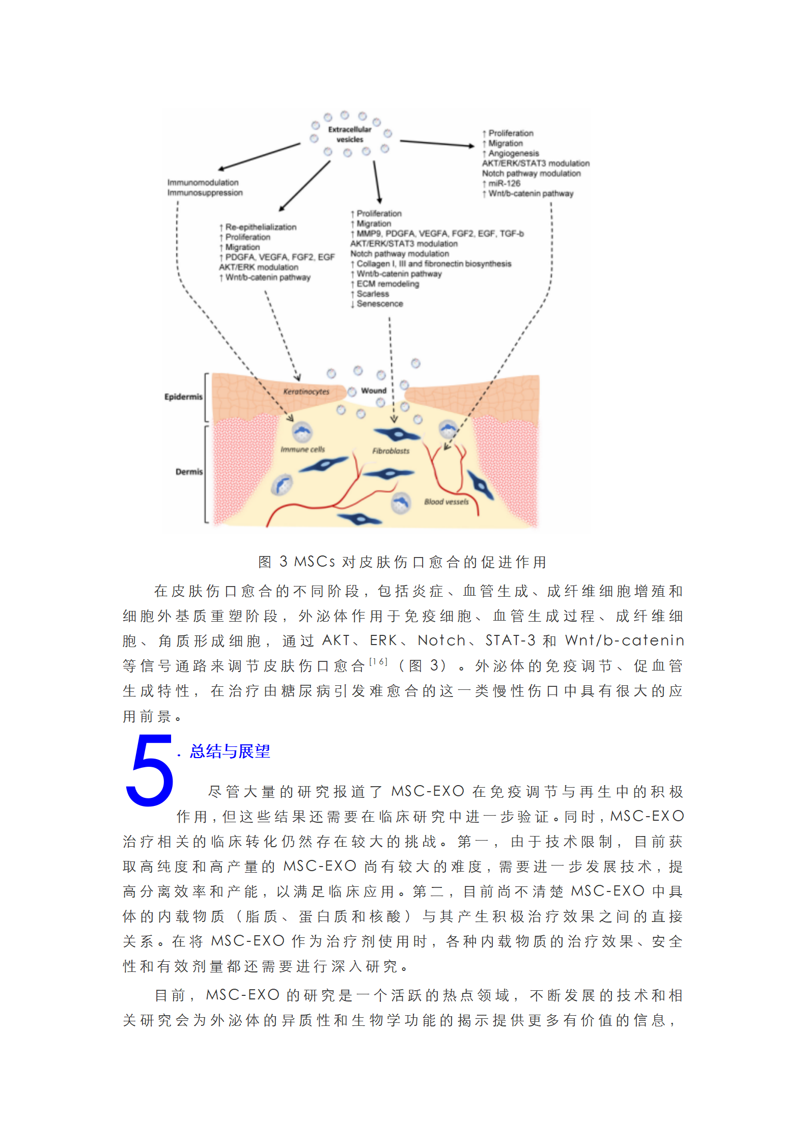 间充质干细胞外泌体研究基础背景_05
